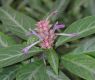 image of Justicia lanceolata