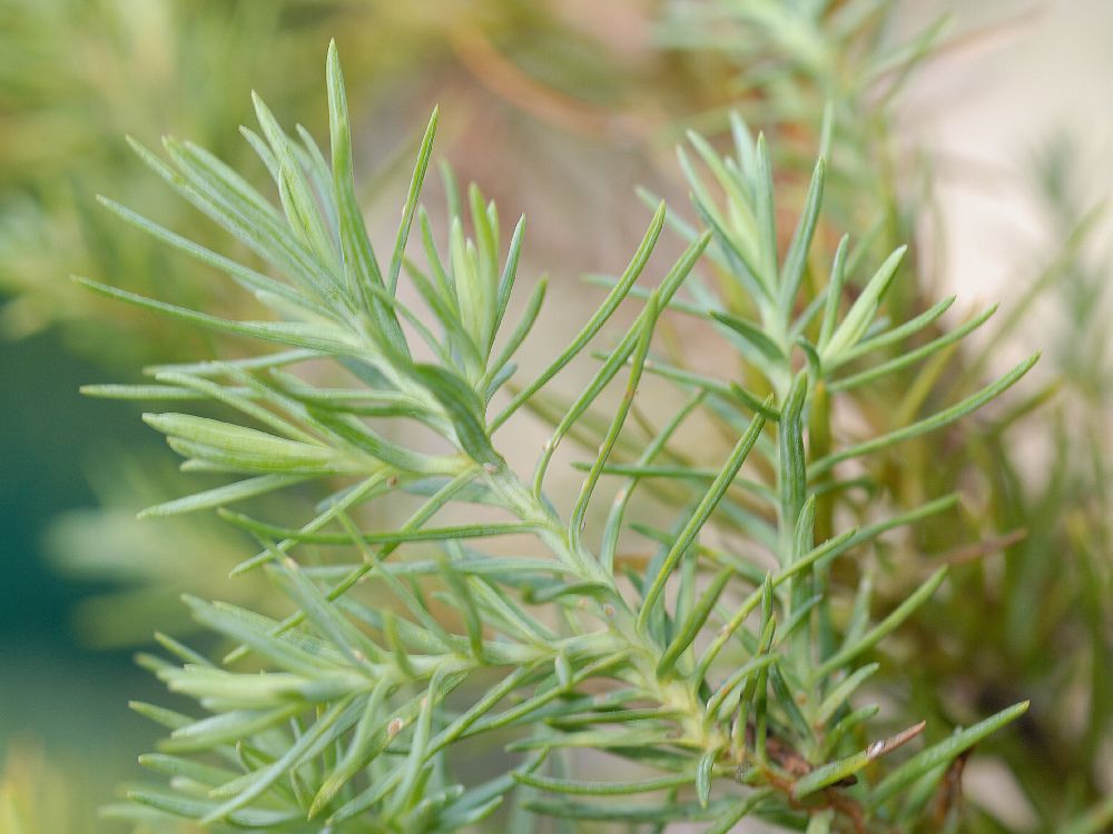 Cupressaceae Widdringtonia schwarzii