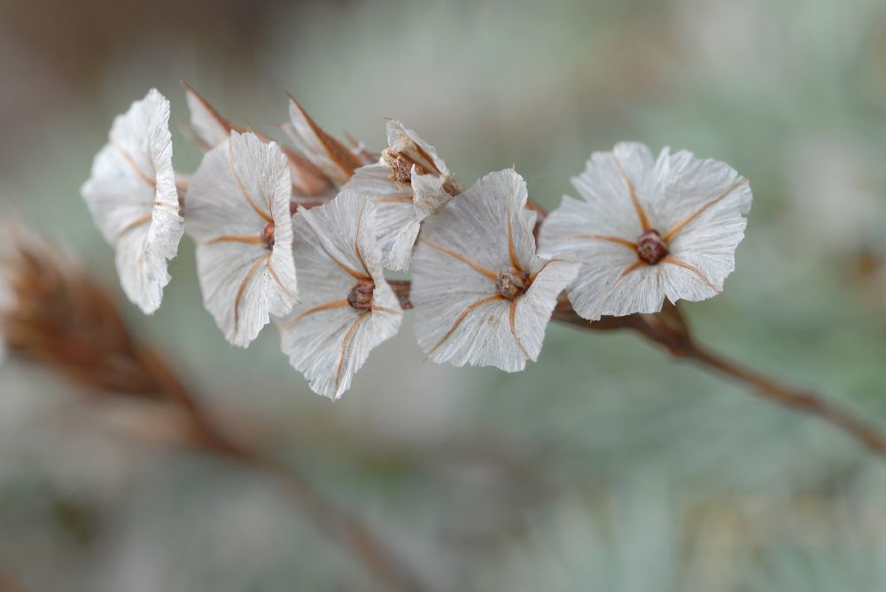 Plumbaginaceae Acantholimon ulicinum