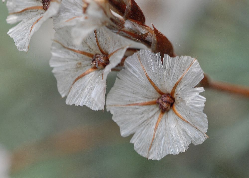 Plumbaginaceae Acantholimon ulicinum