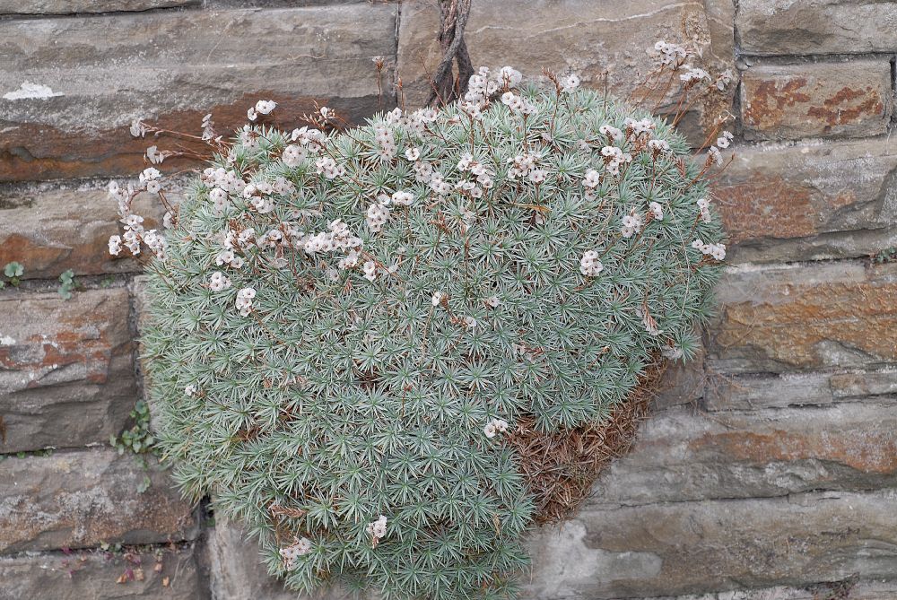 Plumbaginaceae Acantholimon ulicinum