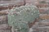 image of Acantholimon ulicinum