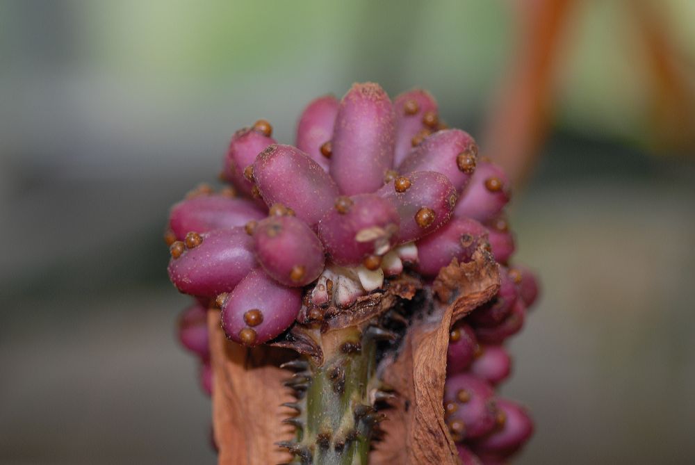 Araceae Anchomanes giganteus