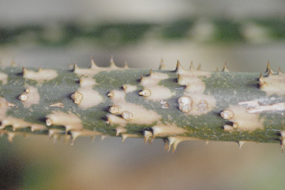 Araceae Anchomanes giganteus