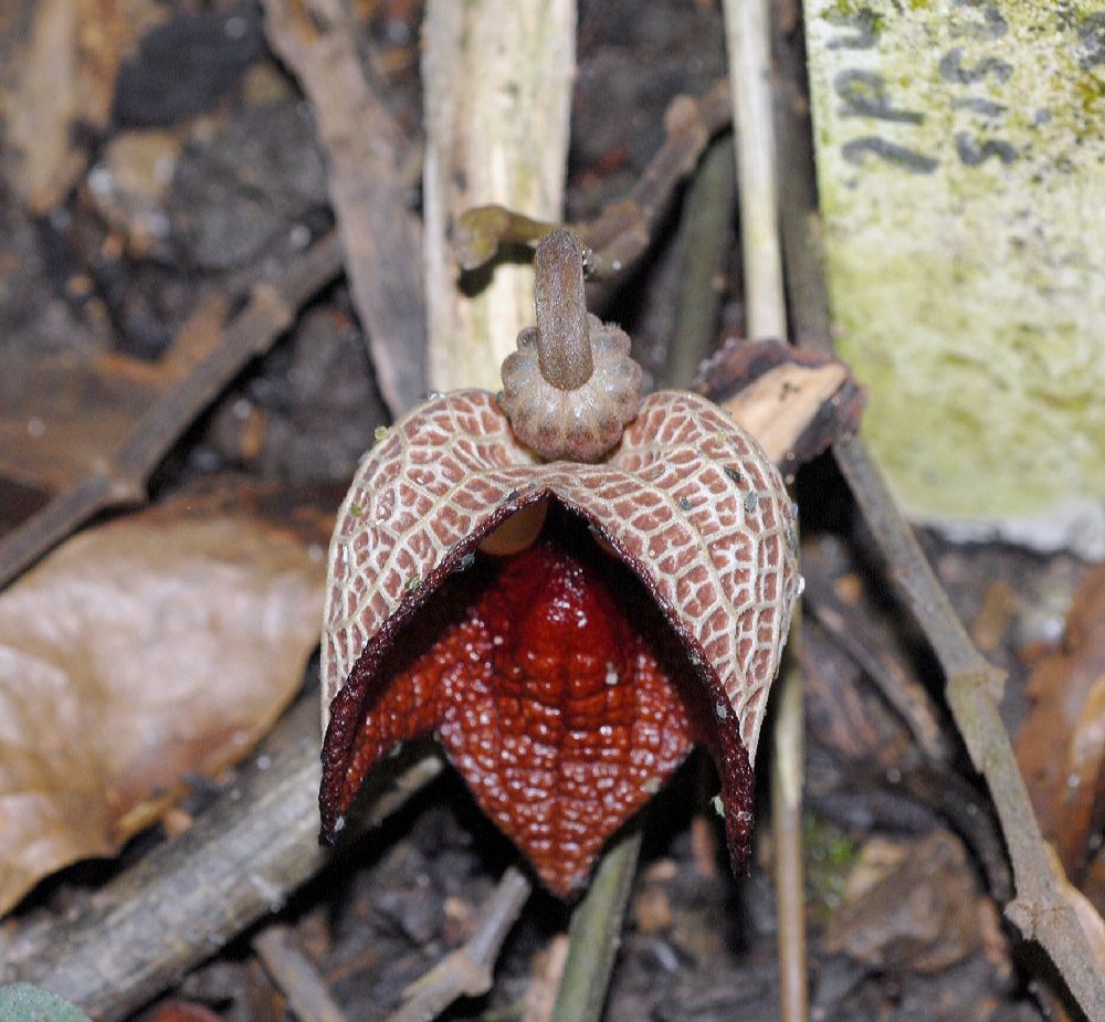 Aristolochiaceae Aristolochia panamensis