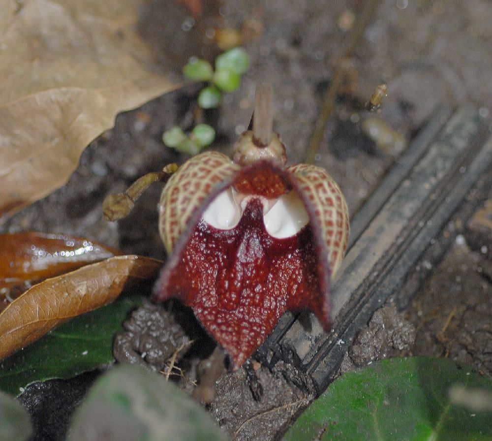 Aristolochiaceae Aristolochia panamensis