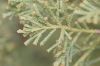 image of Diselma archeri