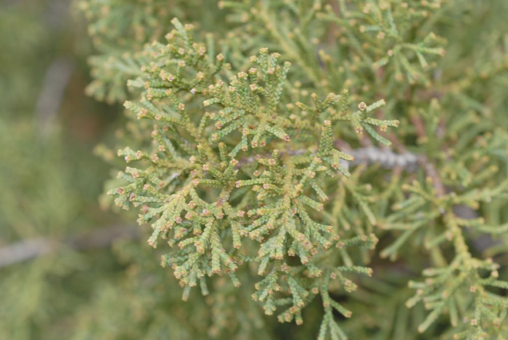 Cupressaceae Diselma archeri