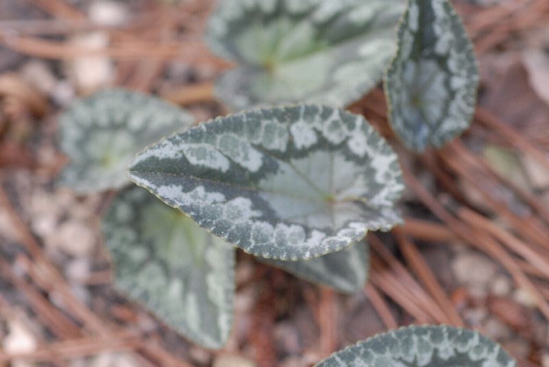 Primulaceae Cyclamen hederaefolium