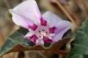 image of Cyclamen hederaefolium