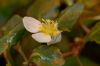 image of Ludwigia helminthorrhiza