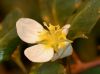 image of Ludwigia helminthorrhiza