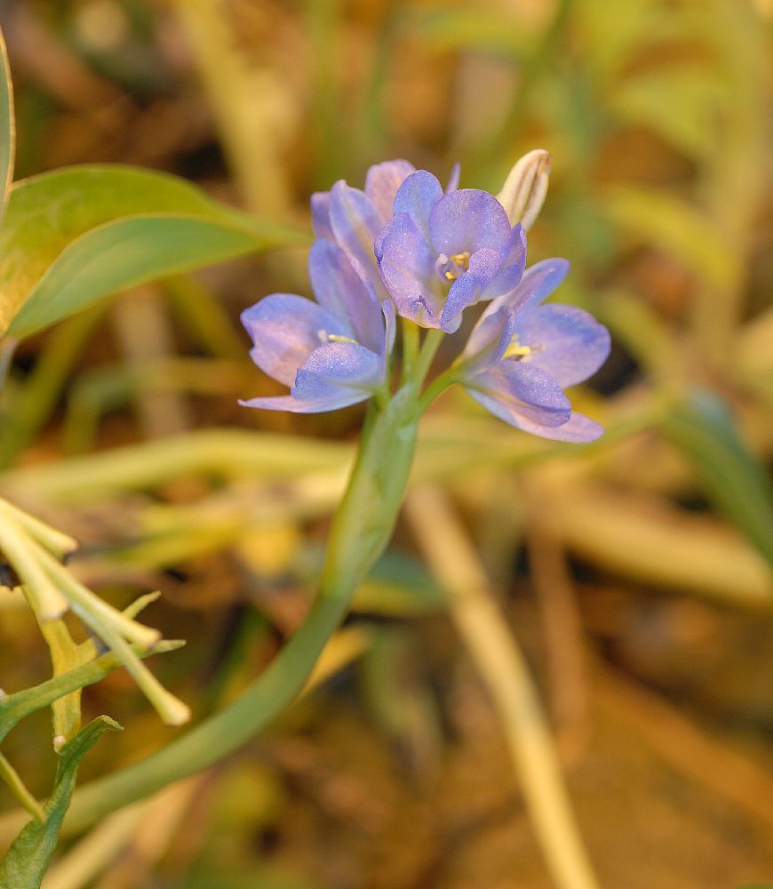Pontederiaceae Reussia obovata