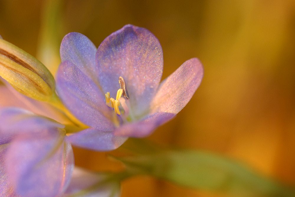 Pontederiaceae Reussia obovata