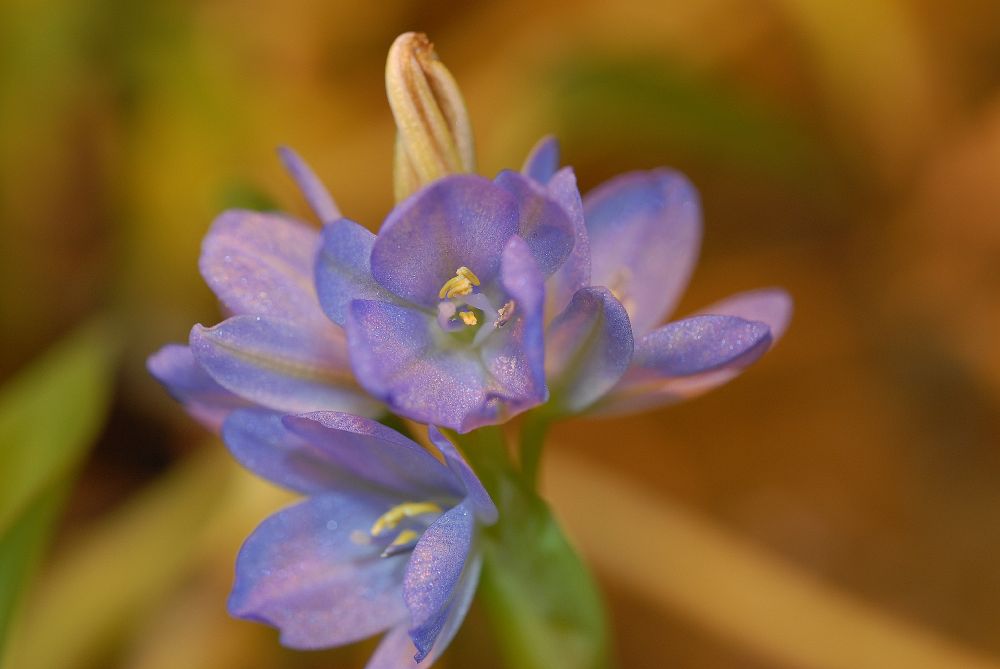 Pontederiaceae Reussia obovata