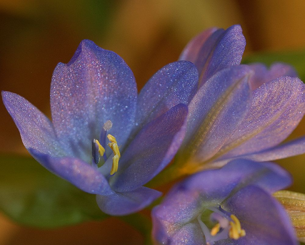 Pontederiaceae Reussia obovata