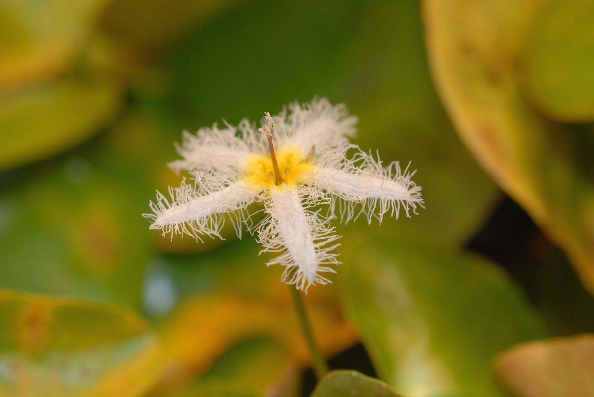 Menyanthaceae Nymphoides indica