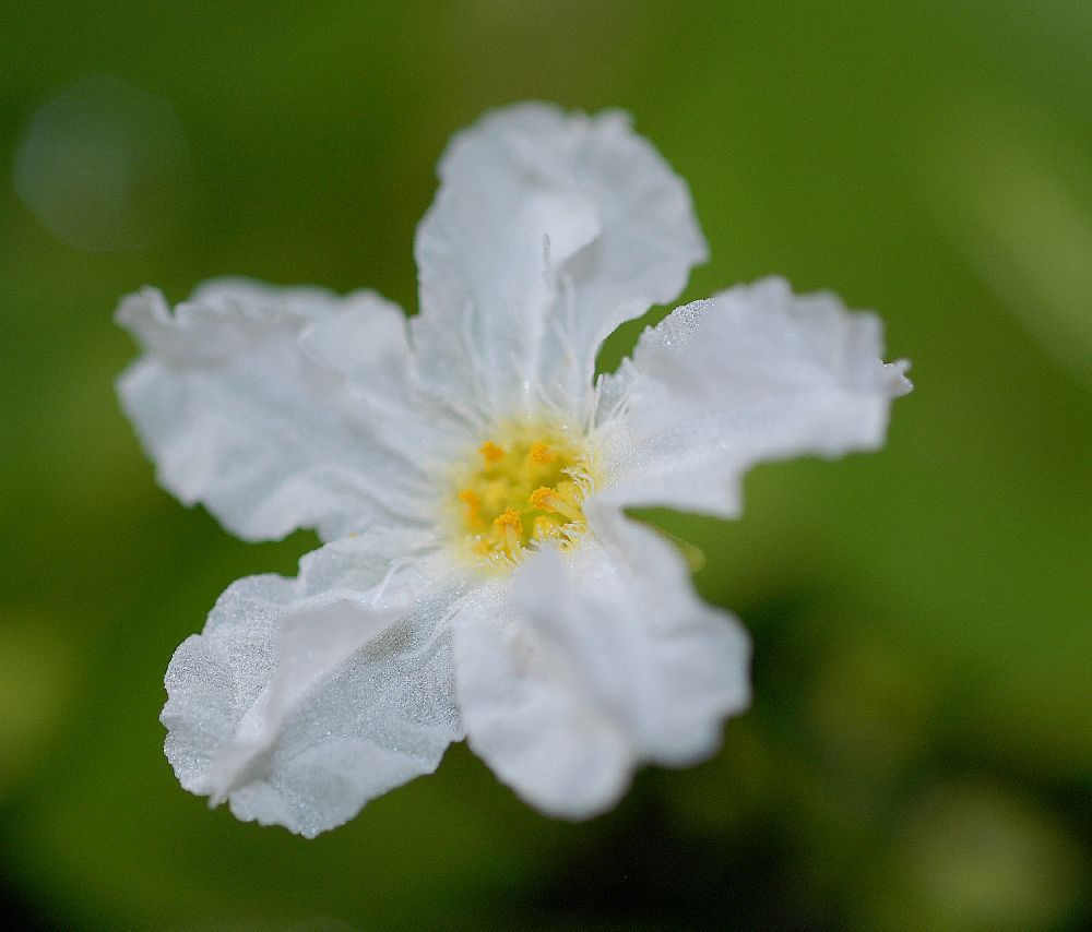 Menyanthaceae Nymphoides indica