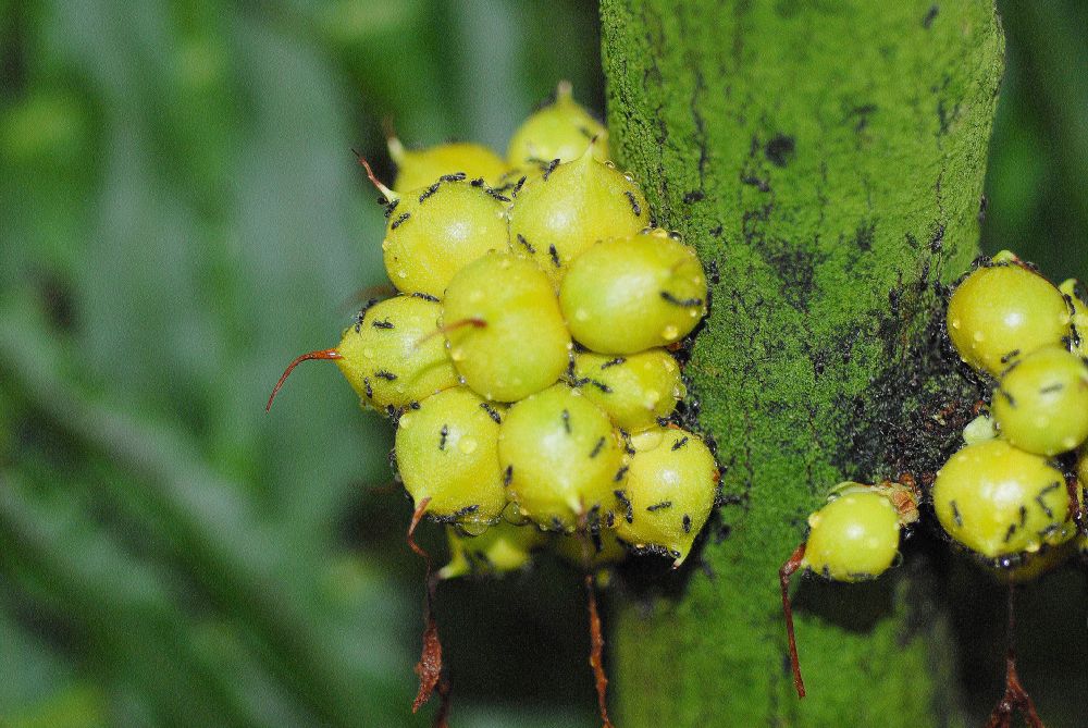 Formicidae  