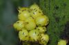 image of Phaleria octandra