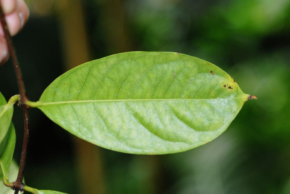 Thymelaeaceae Phaleria octandra