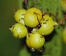 image of Phaleria octandra