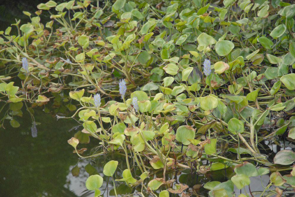 Pontederiaceae Reussia obovata