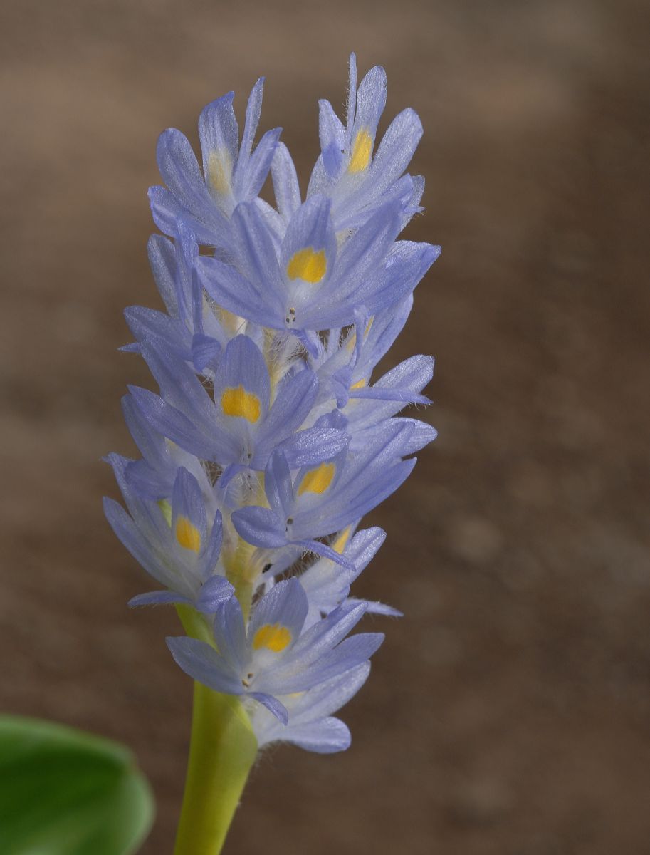 Pontederiaceae Reussia obovata