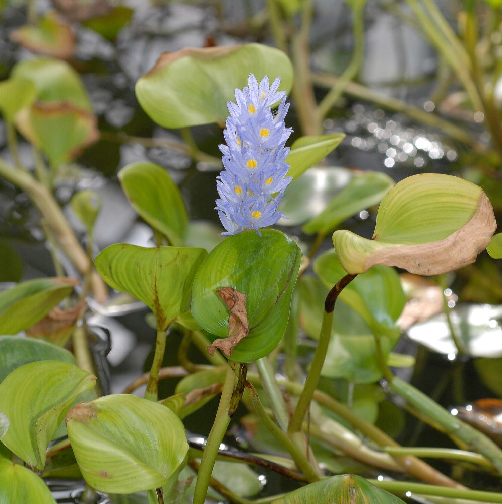 Pontederiaceae Reussia obovata
