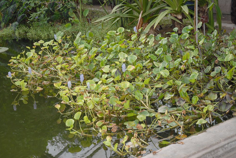 Pontederiaceae Reussia obovata