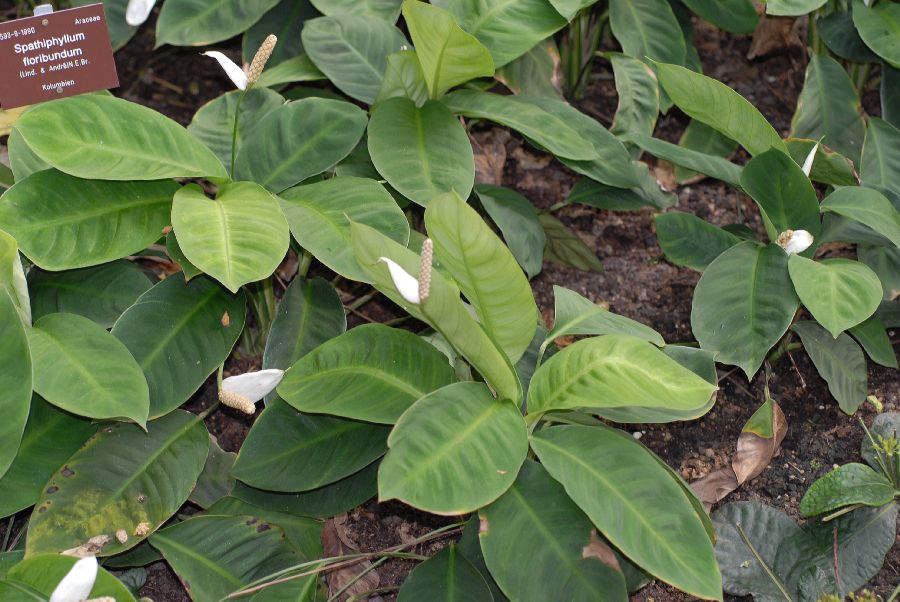 Araceae Spathiphyllum floribundum