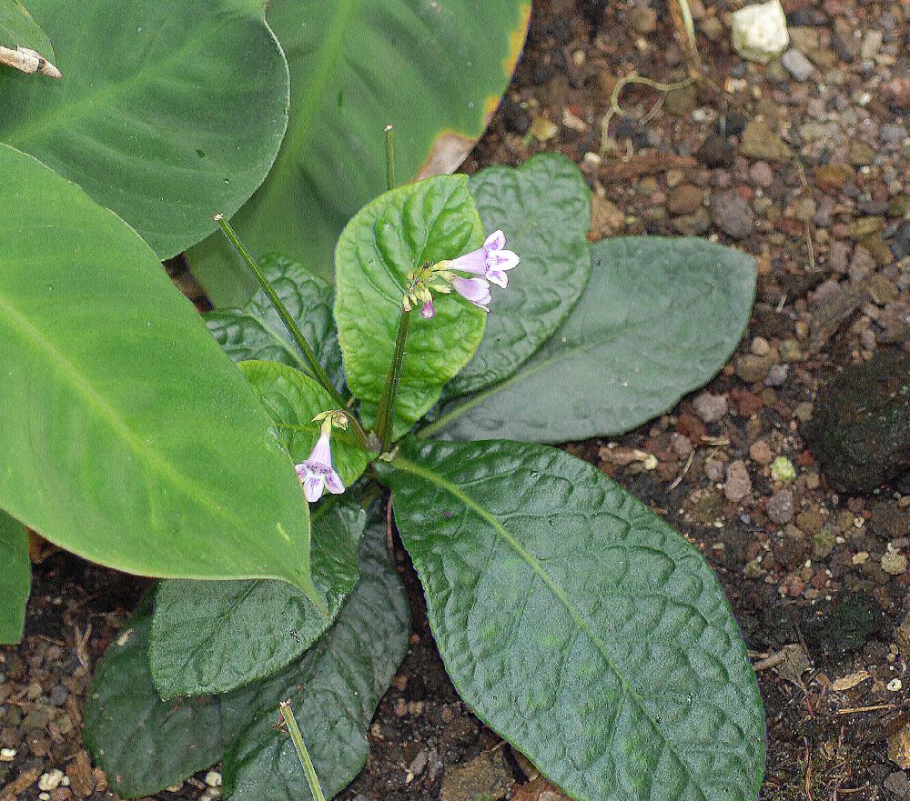 Plantaginaceae Tetranema roseum