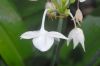 image of Eucharis grandiflora