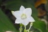 image of Eucharis grandiflora