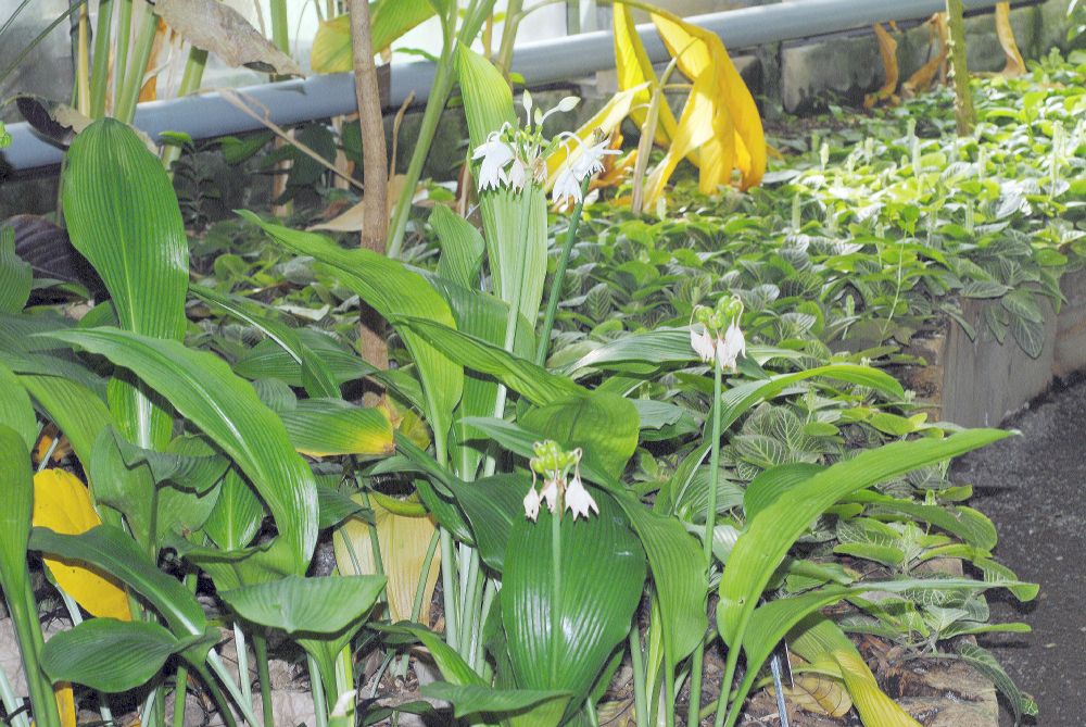 Amaryllidaceae Eucharis grandiflora