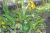 image of Eucharis grandiflora