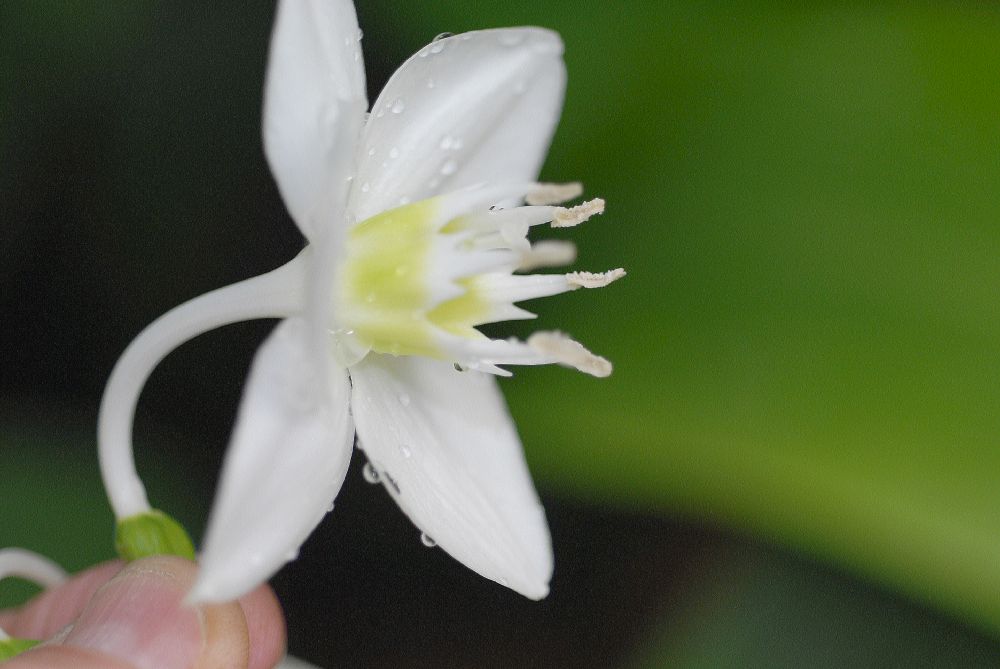 Amaryllidaceae Eucharis grandiflora