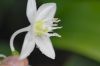 image of Eucharis grandiflora