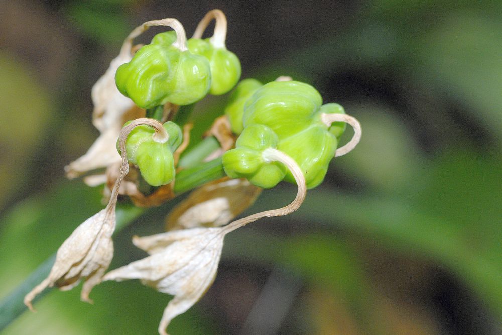Amaryllidaceae Eucharis grandiflora