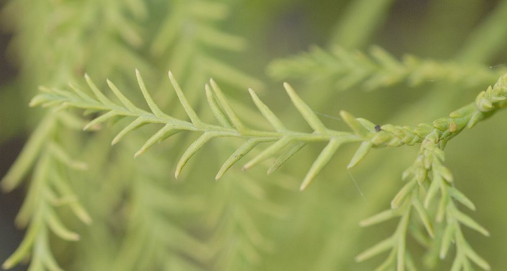 Cupressaceae Glyptostrobus pensilis