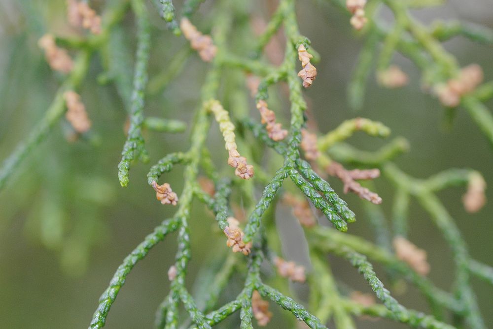 Podocarpaceae Lagarostrobus franklinii
