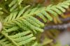 image of Libocedrus plumosa