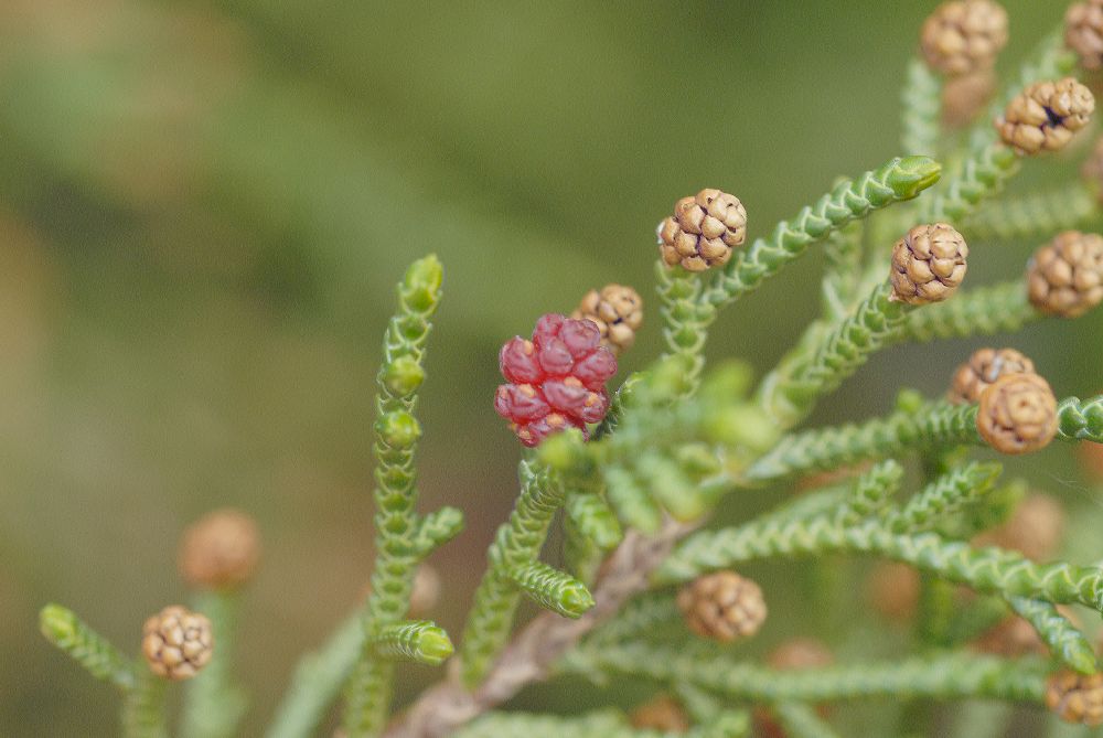 Podocarpaceae Microcachrys tetragona