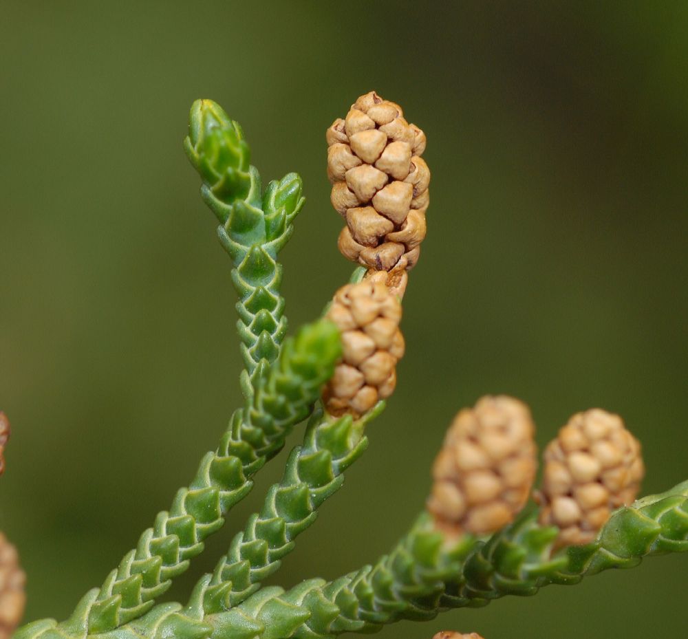 Podocarpaceae Microcachrys tetragona