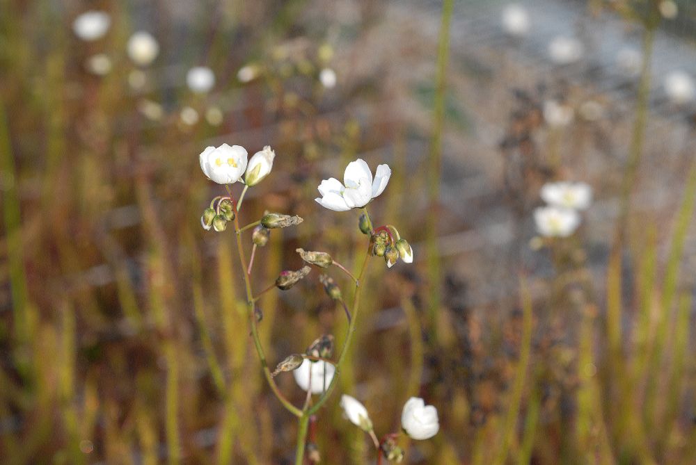 Droseraceae Drosera binata