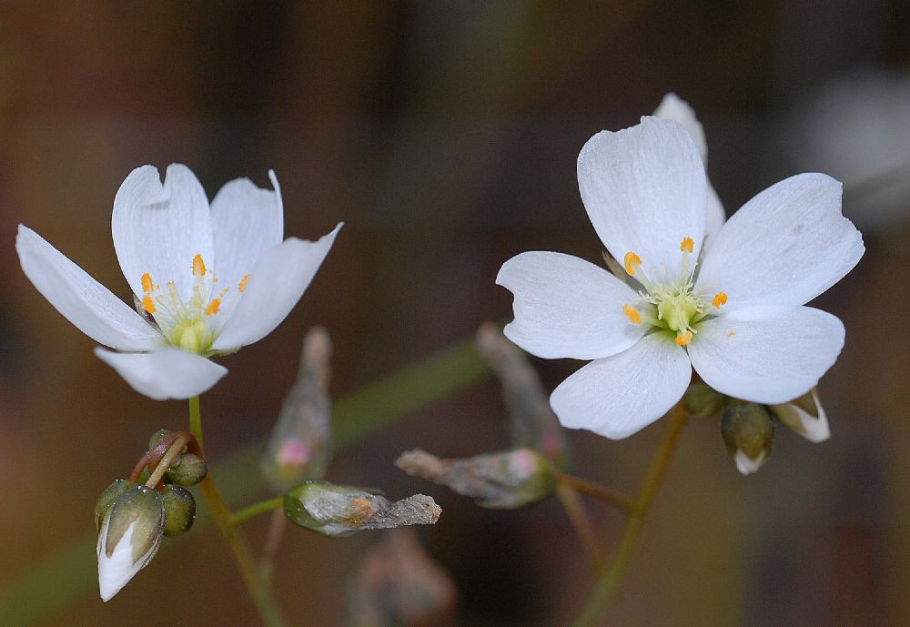 Droseraceae Drosera binata