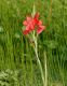 image of Schizostylis coccinea