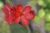 image of Schizostylis coccinea