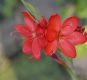 image of Schizostylis coccinea