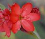 image of Schizostylis coccinea